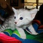 Egyptian Mau, Silver Female, DOB 3-17-17