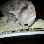 Egyptian Mau, Silver Female, DOB 3-17-17