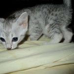 Egyptian Mau, Silver Female, DOB 3-17-17