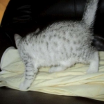 Egyptian Mau, Silver Female, DOB 3-17-17