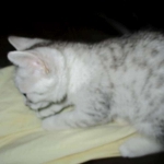 Egyptian Mau, Silver Female, DOB 3-17-17