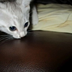 Egyptian Mau, Silver Female, DOB 3-17-17