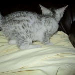Egyptian Mau, Silver Female, DOB 3-17-17