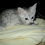 Egyptian Mau, Silver Female, DOB 3-17-17