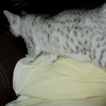 Egyptian Mau, Silver Female, DOB 3-17-17