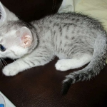 Egyptian Mau, Silver Female, DOB 3-17-17