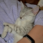 Sasha egyptian Mau female silver