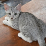 Sasha silver Egyptian Mau kitten