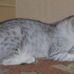 Sasha silver Egyptian Mau kitten