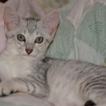 Sasha silver Egyptian Mau kitten
