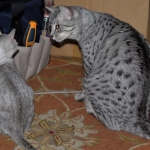 Sasha meets Sonya silver Egyptian Mau kitten