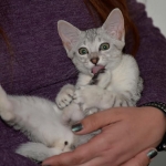 Sasha silver Egyptian Mau kitten