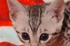 Nala Egyptian Mau silver female #2 DOB 3-19-22