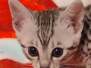 Nala Egyptian Mau silver female #2 DOB 3-19-22