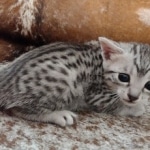 Mau silver female DOB 3-19-22