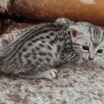 Mau silver female DOB 3-19-22