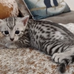 Mau silver female DOB 3-19-22