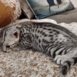 Mau silver female DOB 3-19-22