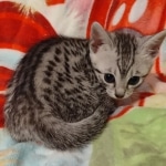 Mau silver female DOB 3-19-22