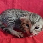 Mau silver female DOB 3-19-22