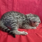 Mau silver female DOB 3-19-22