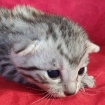 Mau silver female DOB 3-19-22