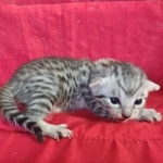 Mau silver female DOB 3-19-22