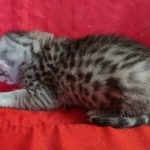 Mau silver female DOB 3-19-22