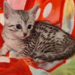 Mau silver female DOB 3-19-22