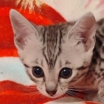 Mau silver female DOB 3-19-22