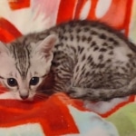 Mau silver female DOB 3-19-22