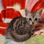 Mau silver female DOB 3-19-22