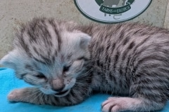 Ava Jean Egyptian Mau silver female #2 DOB 3-19-26