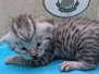 Ava Jean Egyptian Mau silver female #2 DOB 3-19-26