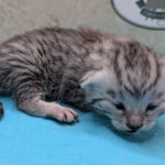 Egyptian-Mau-silver-female-kitten-