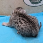 Egyptian-Mau-silver-female-kitten-b