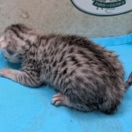 Egyptian-Mau-silver-female-kitten-c
