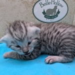 Egyptian-Mau-silver-female-kitten-d