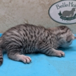 Egyptian-Mau-silver-female-kitten-e
