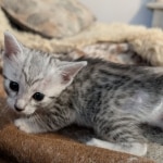 Mau-female-kitten-
