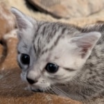 Mau-female-kitten-a