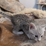 Mau-female-kitten-b