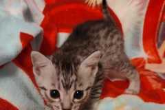 Egyptian Mau silver female #2 DOB 4-1-22