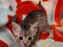 Egyptian Mau silver female #2 DOB 4-1-22