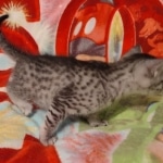 Egyptian Mau silver female DOB 4-1-22