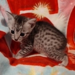 Egyptian Mau silver female DOB 4-1-22