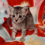 Egyptian Mau silver female DOB 4-1-22