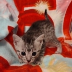 Egyptian Mau silver female DOB 4-1-22