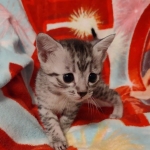Egyptian Mau silver female DOB 4-1-22