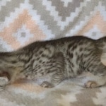 Egyptian Mau silver female DOB 4-1-22